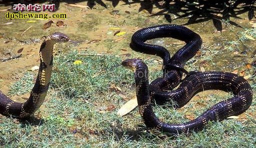 海南男子假借养蛇场 非法收购野生蛇类被拘