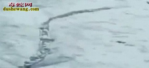 海洋巨蟒:究竟有没有海洋巨蟒这只巨型动物