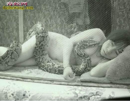 梦见大蛇是什么意思
