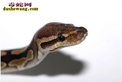 梦见大蛇追我