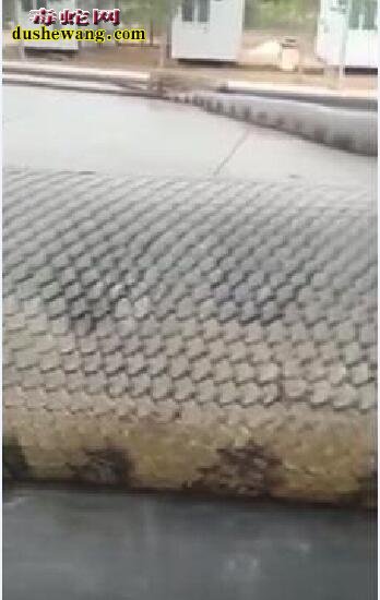 亚马逊神秘巨蟒