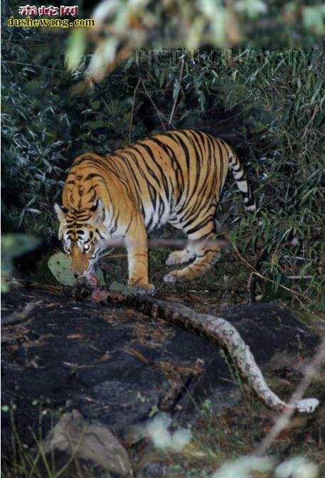 亚马逊巨蟒活吞老虎