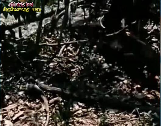 亚马逊巨蟒活吞老虎