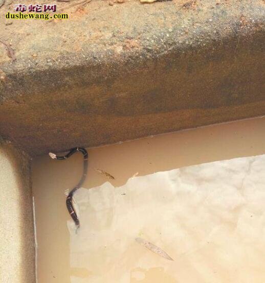 永春县发现白头蝰蛇 毒性中国第一真的吗？