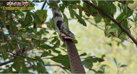 非洲藤蛇吞食非洲树蛇全过程