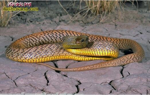黑曼巴蛇，印度眼镜王蛇，澳大利亚海蛇，太攀蛇谁更厉害