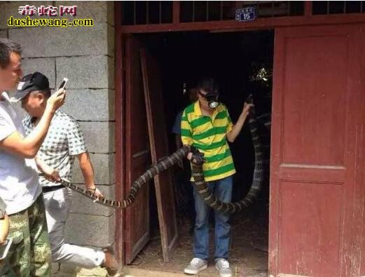 七米巨型眼镜王蛇