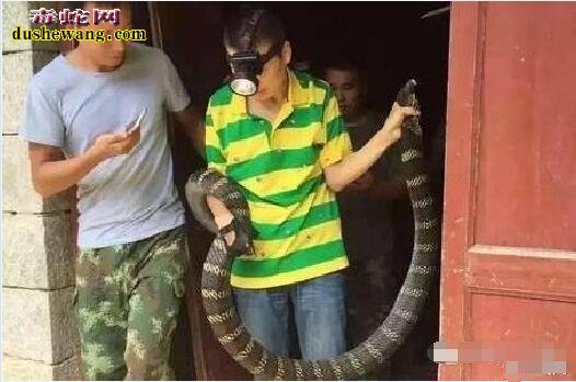 32斤眼镜王蛇