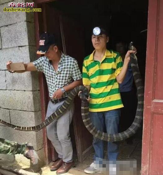 32斤眼镜王蛇