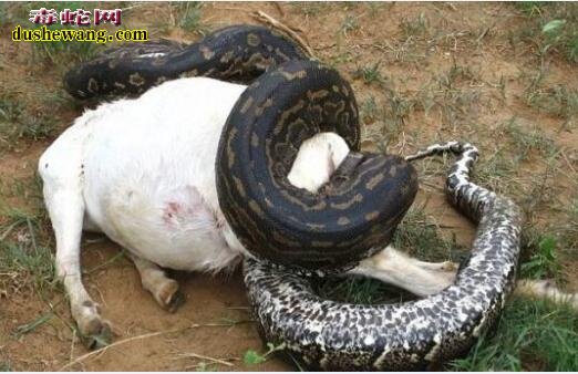 蟒蛇怀孕男子误以为吞食家畜 剖腹发现满肚子蛇蛋