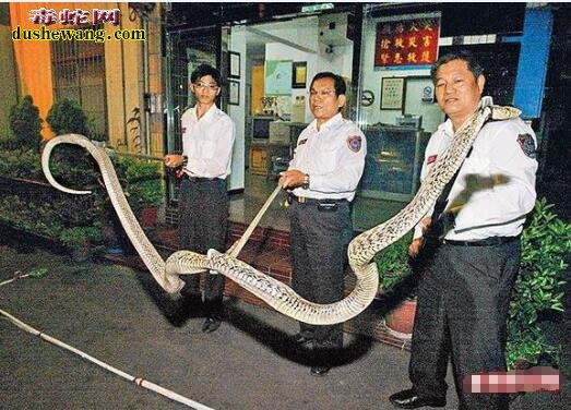 最大的王锦蛇