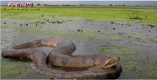 巨大蟒蛇
