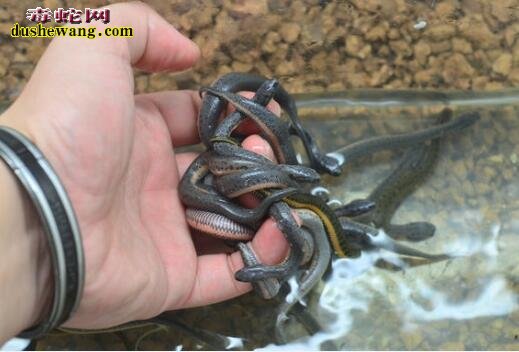 水蛇几钱一斤