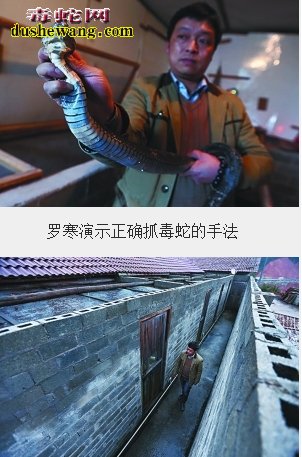 贵州养蛇场:贵州深山里的“养蛇大王”