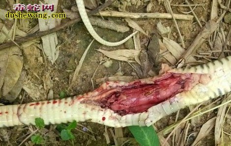 养蛇常见毒病防治