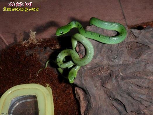 翠青蛇幼蛇吃什么