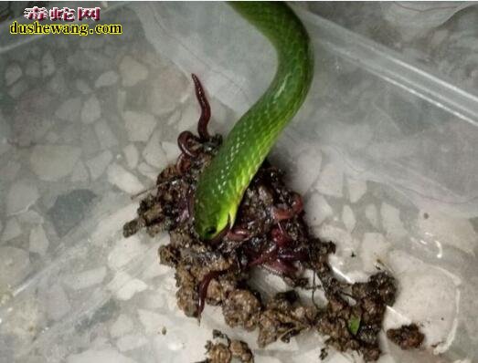 翠青蛇幼蛇吃什么