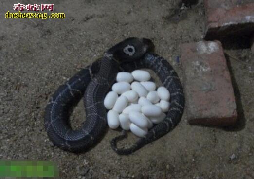 越南眼镜蛇蛋