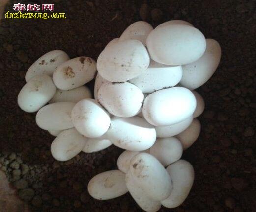 2017年越南水律蛇蛋价格