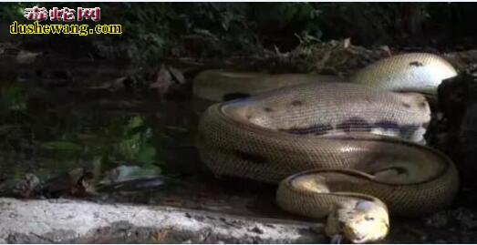 男子野外探险 目睹蟒蛇吞食野鸭场面血腥！