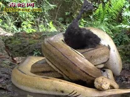 男子野外探险 目睹蟒蛇吞食野鸭场面血腥!