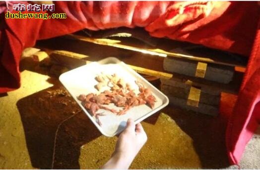 广西养蛇场:贵港农民杨运钦养蛇脱贫经