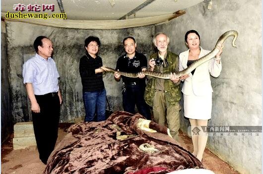 广西养蛇场:养蛇人冯德进与灵山蛇的故事