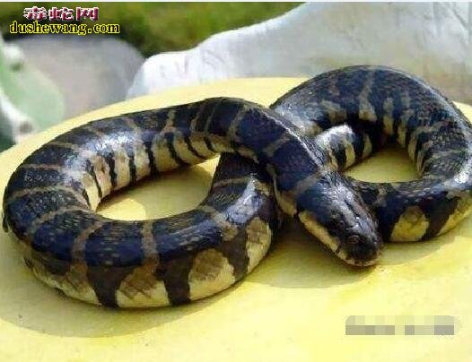腹斑水蛇图片