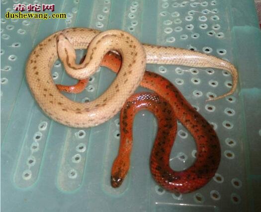 腹斑水蛇图片