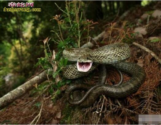 日本锦蛇