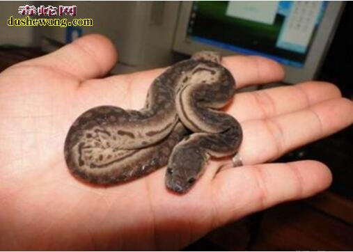 南京男子网售2条“宠物蛇”被查 判刑一年