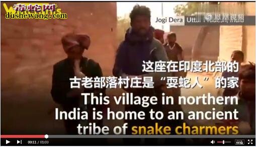 印度限制“耍蛇人”表演 世代耍蛇为生将面临下岗！