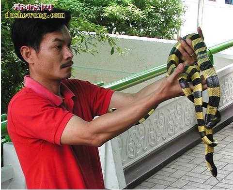 春季金环蛇饲养 春天金环蛇喂养注意事项