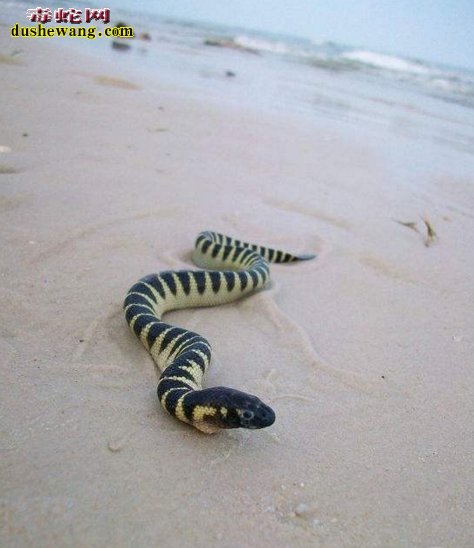 海蛇养殖技术  海蛇怎么养