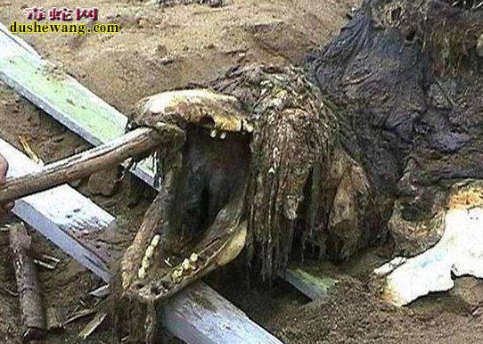 俄罗斯部队发现神秘动物骨骼 传说中的真龙遗骸?