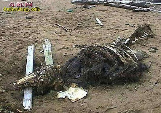 俄罗斯部队发现神秘动物骨骼 传说中的真龙遗骸？