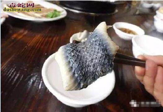 蛇片图片 蛇片图片大全