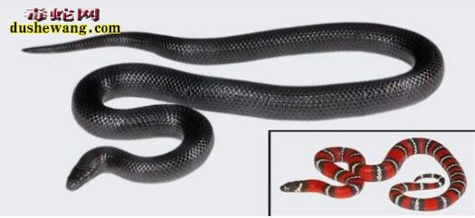 黑奶蛇长什么样 黑奶蛇与黑王蛇有什么区别？