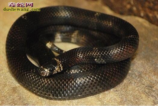 黑奶蛇长什么样 黑奶蛇与黑王蛇有什么区别？