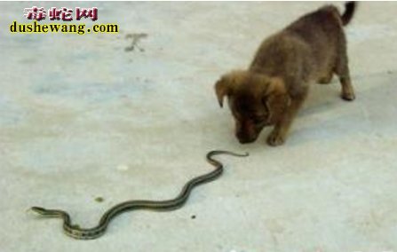 一条蛇与一只狗的笑话
