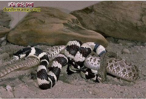 加州王蛇生吞响尾蛇