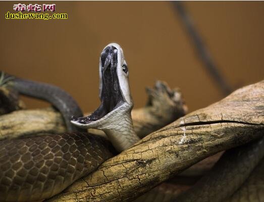 黑曼巴蛇的毒性有多强？