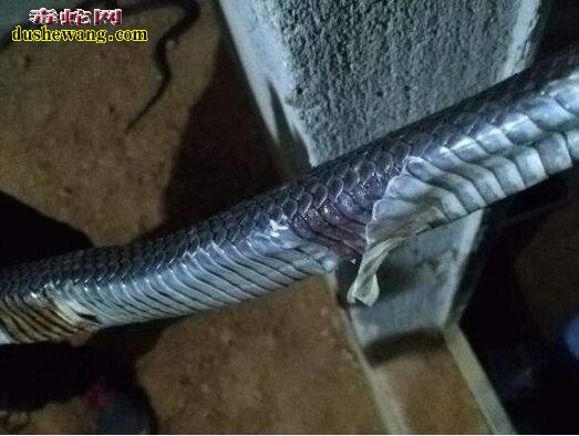 蛇病毒、细菌、真菌、寄生虫病防治大全