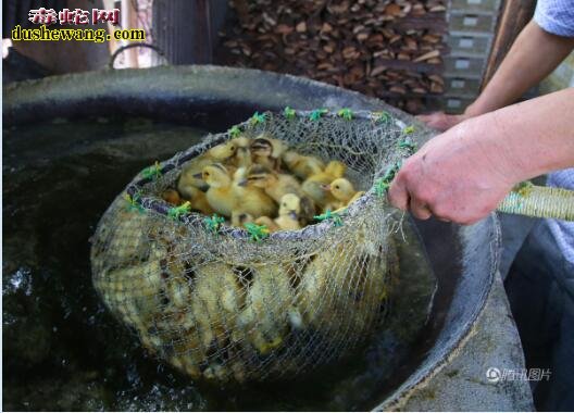 孵化场每天烫死数万只稚鸭 竟然卖去做烧烤或养蛇饲料