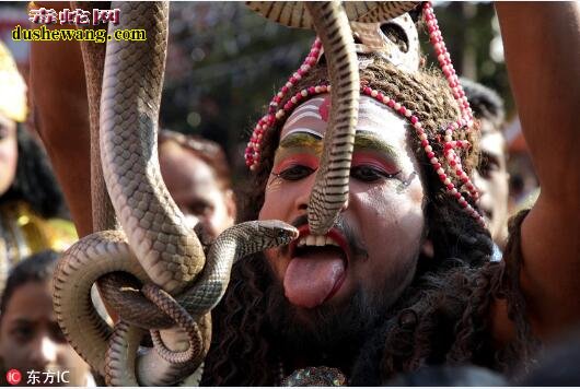 盘点印度庆湿婆节 那些与毒蛇亲密接触让人惊心！