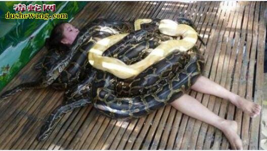 养蛇久了蛇有感情吗?