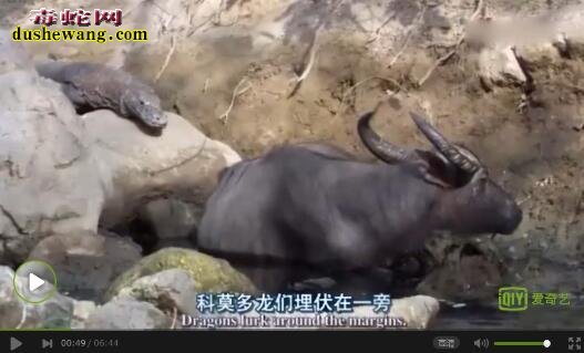 恐怖直播：科莫多巨蜥捕杀水牛全程