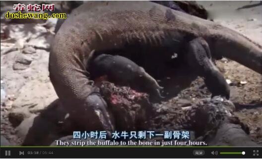 恐怖直播：科莫多巨蜥捕杀水牛全程