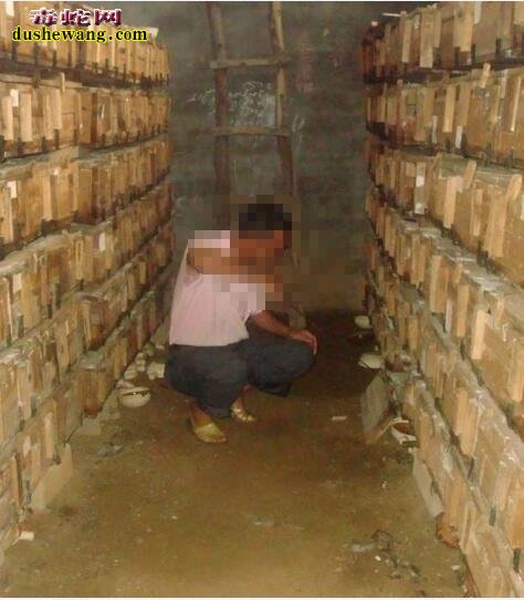 养蛇要什么技术?养蛇环境因素决定养蛇成功与失败!