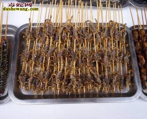 蝎子多少钱一斤